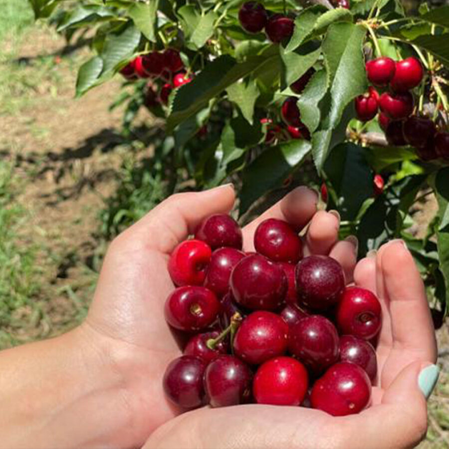 UPick Capital Brentwood The UPick Capital of the World